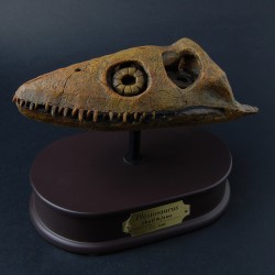 Plesiosaurus schedel