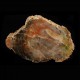 Schilderia