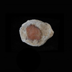Red Horn Koraal