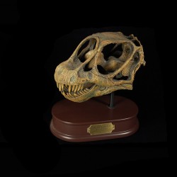 Camarasaurus