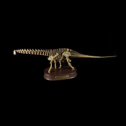 Apatosaurus