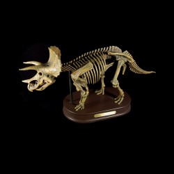 Triceratops