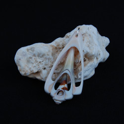 Polynesisch Samoaanse amulet